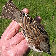 Passer Sparrows